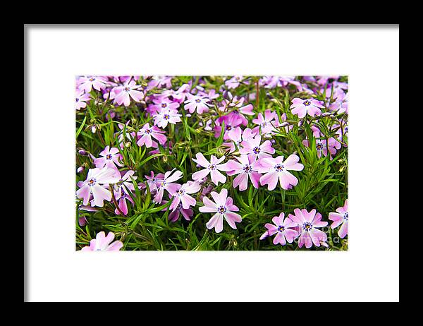Botanical Garden Framed Print featuring the photograph Pink flowers #2 by Lali Kacharava