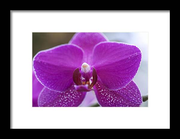 Floral Framed Print featuring the photograph Pink orchid #1 by Sue Morris