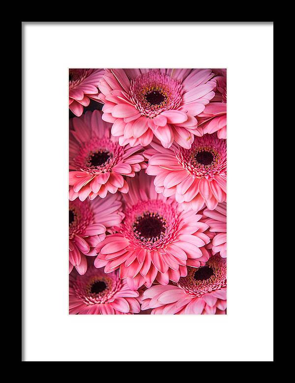 Gerbera Framed Print featuring the photograph Pink Peach Gerbera. Amsterdam Flower Market #1 by Jenny Rainbow