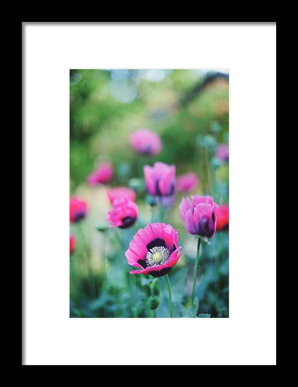 Petal Framed Print featuring the photograph Pink Poppies #1 by Carlina Teteris