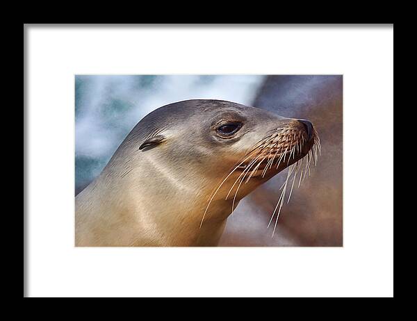 Sea Lion Framed Print featuring the photograph Poise by Leda Robertson
