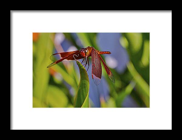 Dragonfly Framed Print featuring the photograph Poised #1 by Jocelyn Kahawai