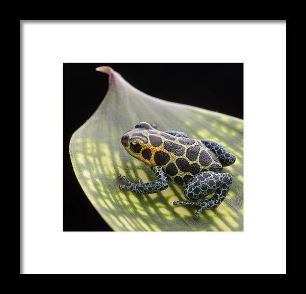 Frog Framed Print featuring the photograph poison arrow frog Peru Rain forest #1 by Dirk Ercken