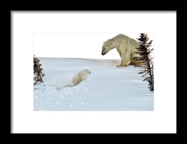 Ursus Maritimus Framed Print featuring the photograph Polar Bear Mother And Cubs #1 by Dr P. Marazzi