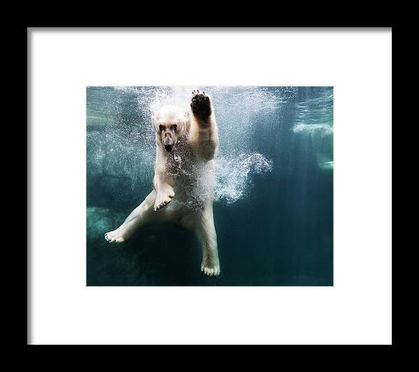 Diving Into Water Framed Print featuring the photograph Polarbear In Water by Henrik Sorensen