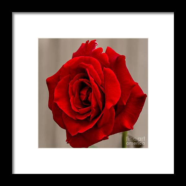 Rose Framed Print featuring the photograph Portrait of a Rose #1 by Dave Bosse