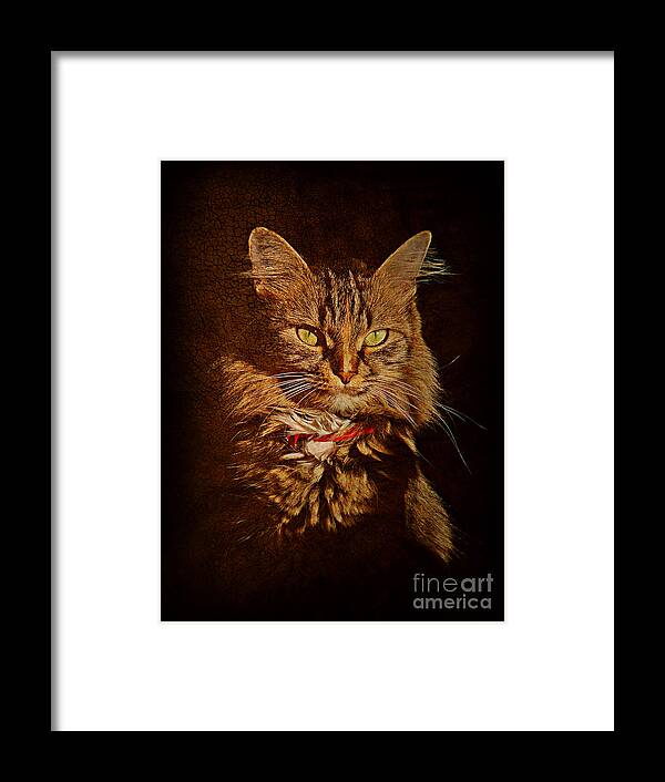 Cat Framed Print featuring the photograph Portrait of a tramp cat #2 by Binka Kirova