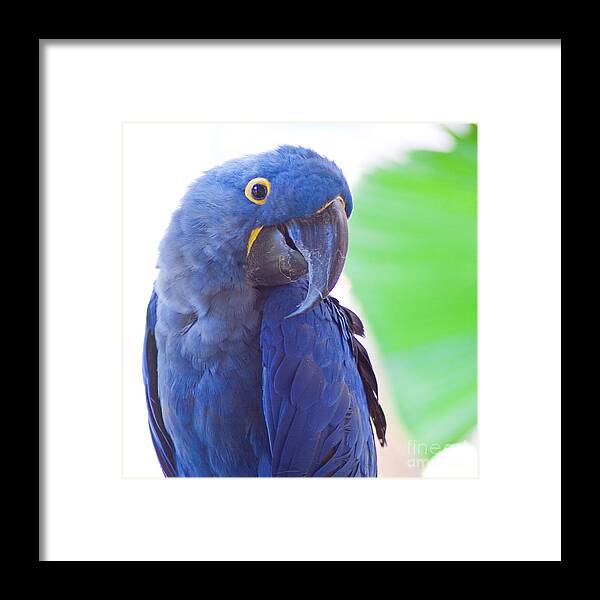Parrots Framed Print featuring the photograph Posie by Roselynne Broussard