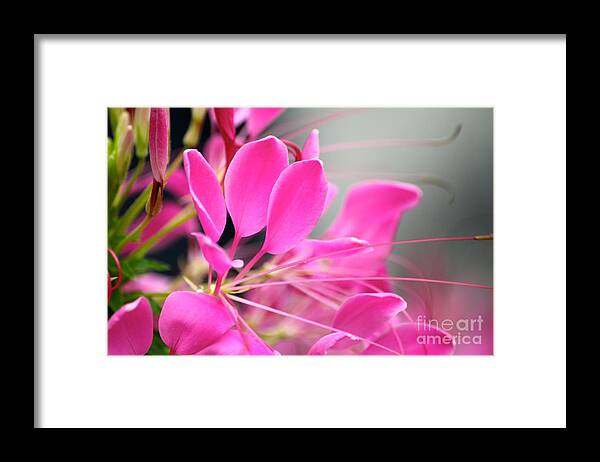 Pink Flowers Framed Print featuring the photograph Pretty in pink by Deena Withycombe