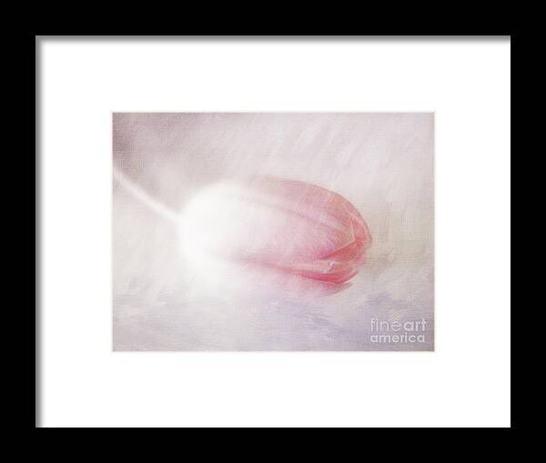 Tulip Framed Print featuring the photograph Pretty in Pink #1 by Lynn Bolt