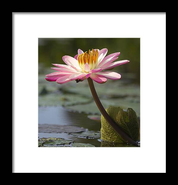 Pink Framed Print featuring the photograph Pretty in Pink #1 by Sean Allen