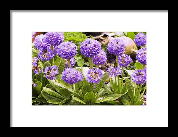 Primula Denticulata Framed Print featuring the photograph Primula denticulata by Science Photo Library