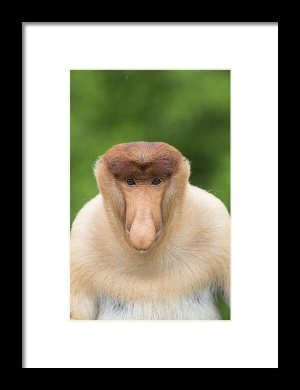 Suzi Eszterhas Framed Print featuring the photograph Proboscis Monkey Dominant Male Sabah by Suzi Eszterhas