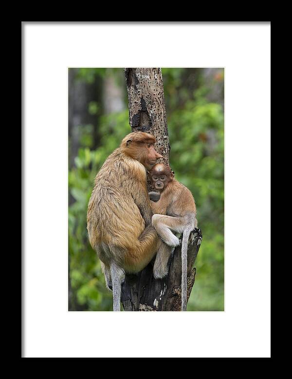 Suzi Eszterhas Framed Print featuring the photograph Proboscis Monkey Mother And Three Month #1 by Suzi Eszterhas