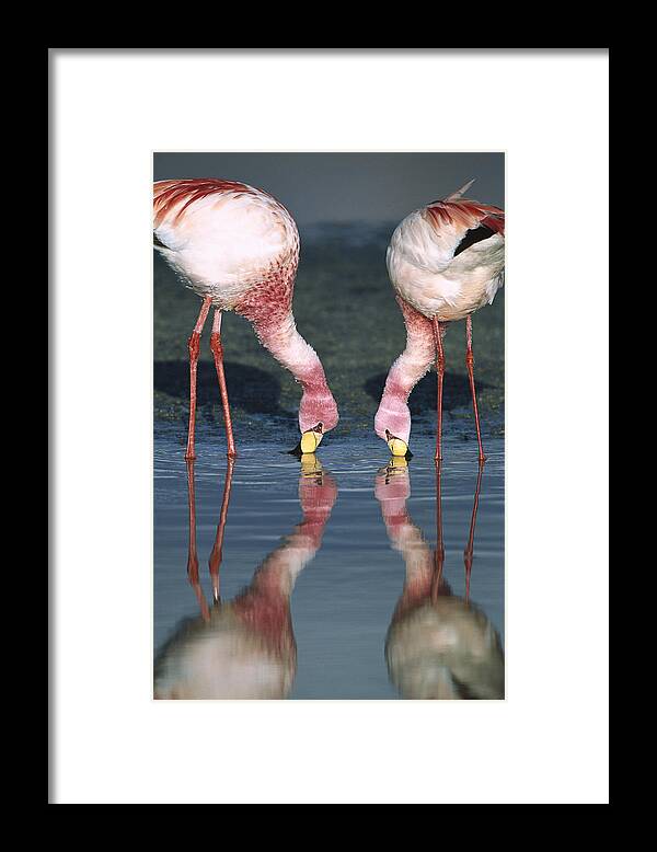 Feb0514 Framed Print featuring the photograph Puna Flamingo Feeding In Laguna #1 by Tui De Roy