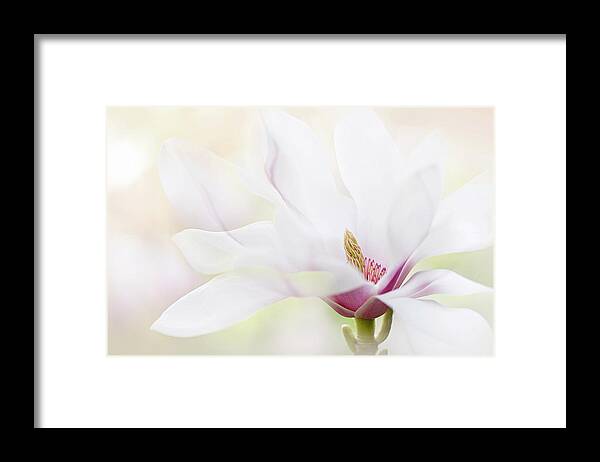 Magnolia Framed Print featuring the photograph Purity #1 by Jacky Parker