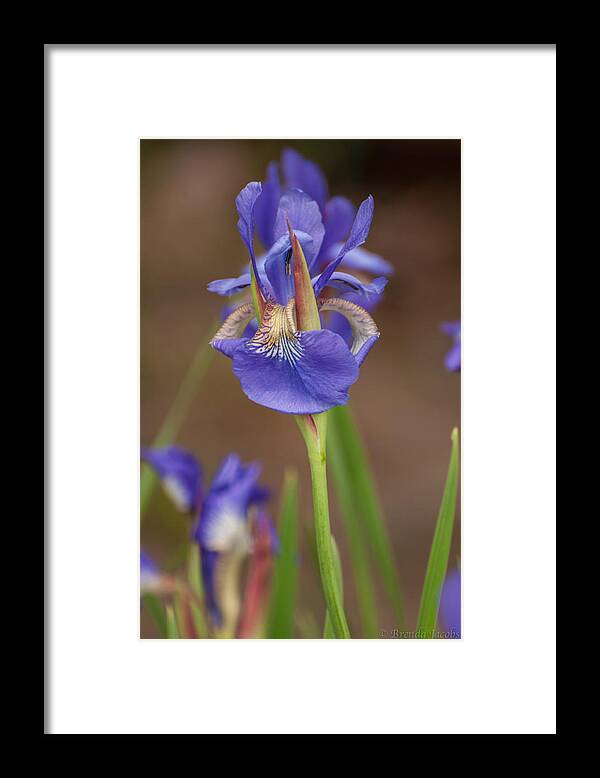 Bearded Iris Framed Print featuring the photograph Purple Bearded Iris #1 by Brenda Jacobs