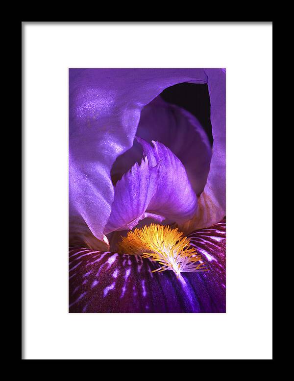 Purple Bearded Iris Framed Print featuring the photograph Purple Bearded Iris #1 by Paul W Faust - Impressions of Light