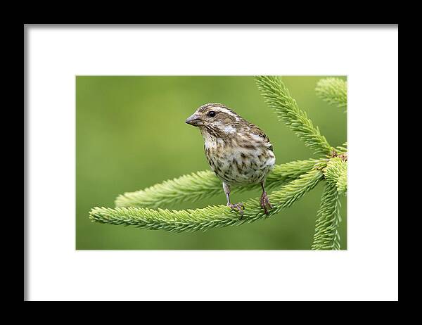 Scott Leslie Framed Print featuring the photograph Purple Finch Female Canada #1 by Scott Leslie