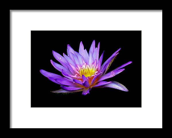 Lotus Framed Print featuring the photograph Purple Lilly #1 by Sean Allen