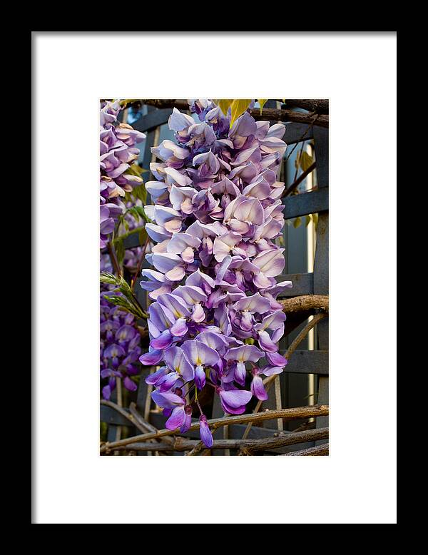  Framed Print featuring the photograph Purple Orchid Like Flower #1 by James Gay