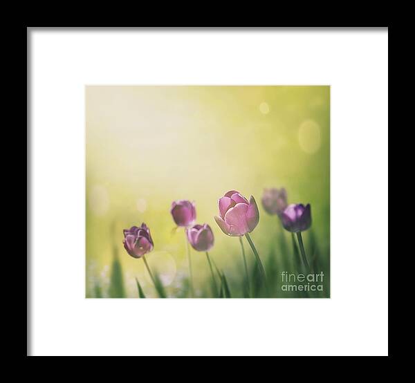 Flower Framed Print featuring the photograph Purple tulips #1 by Mythja Photography