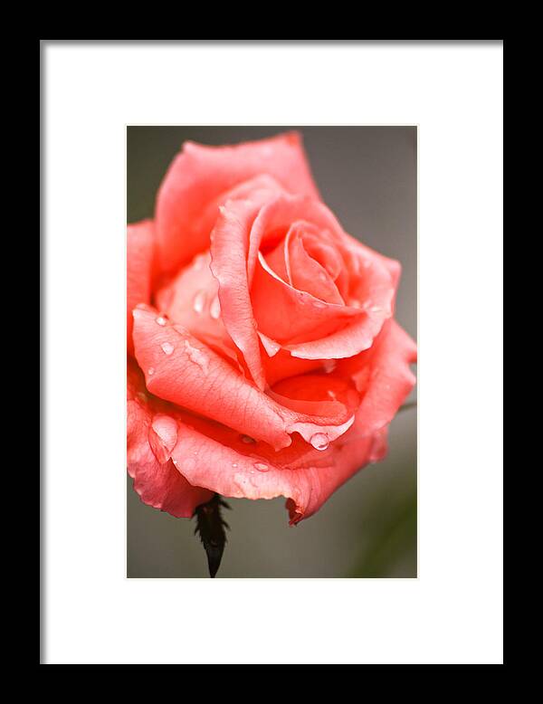 Rose Framed Print featuring the photograph Rain on a Rose #1 by Alex Garcia