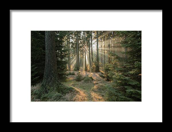 Woodland Framed Print featuring the photograph Rays, Part 2 #1 by Vincent Croce