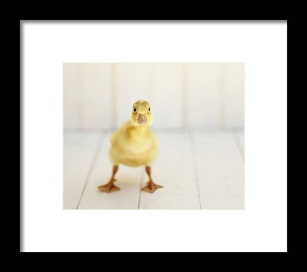 Duck Art Framed Print featuring the photograph Ready to Rumble #2 by Amy Tyler