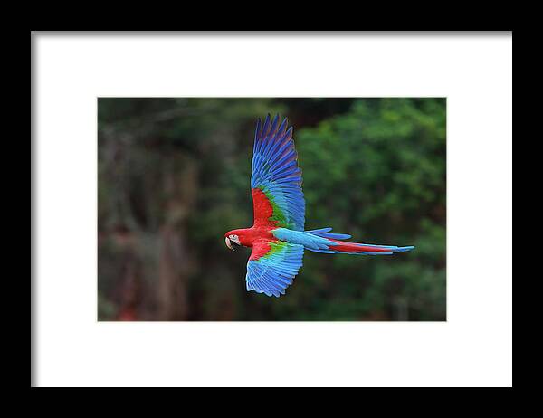 Macaw Framed Print featuring the photograph Red-and-green Macaws, Ara Chloroptera #1 by Mint Images/ Art Wolfe
