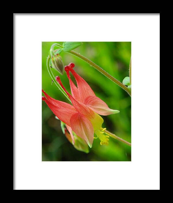 Aquilegia Canadensis Framed Print featuring the photograph Red Columbine Flower #1 by Sharon Popek