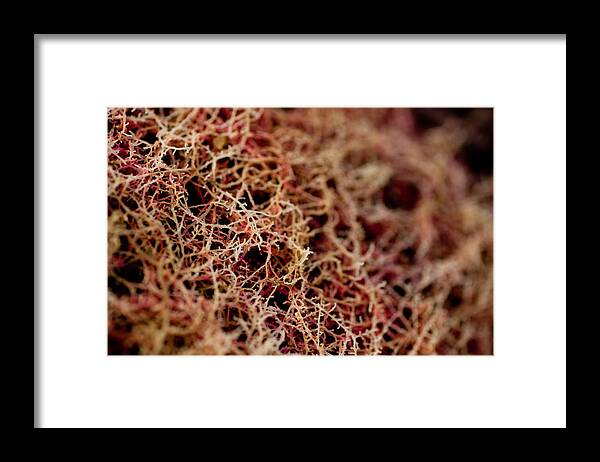 Coral Framed Print featuring the photograph Red Coral #1 by Carole Hinding