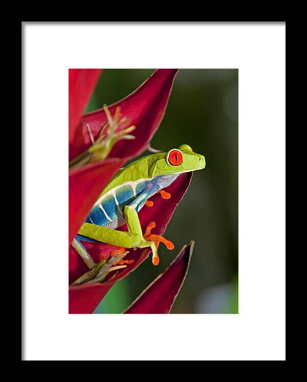 Red Eyed Framed Print featuring the photograph Red eyed tree frog 2 by Dennis Cox