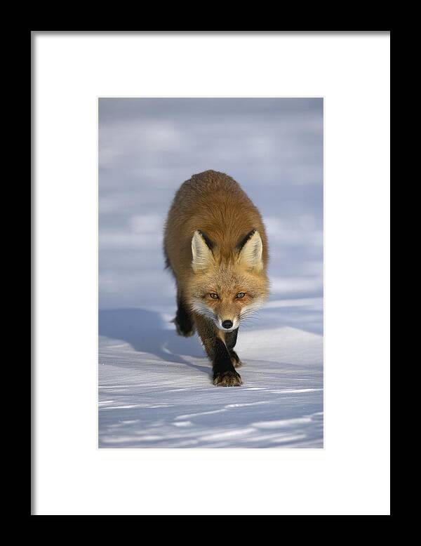 Feb0514 Framed Print featuring the photograph Red Fox Walking In Snow Alaska #1 by Michael Quinton