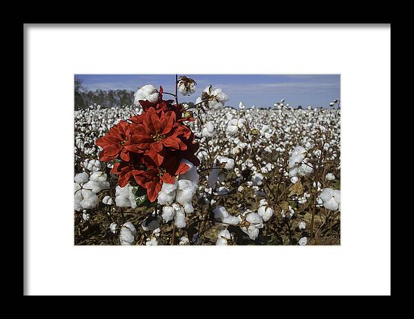 Christmas Framed Print featuring the digital art Red in the Cotton #1 by Michael Thomas