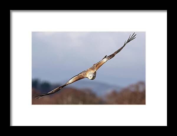  Flying Bird Framed Print featuring the photograph Red Kite Soaring #1 by Grant Glendinning