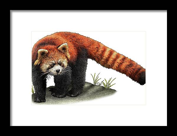 Red Panda Framed Print featuring the photograph Red Panda #1 by Roger Hall
