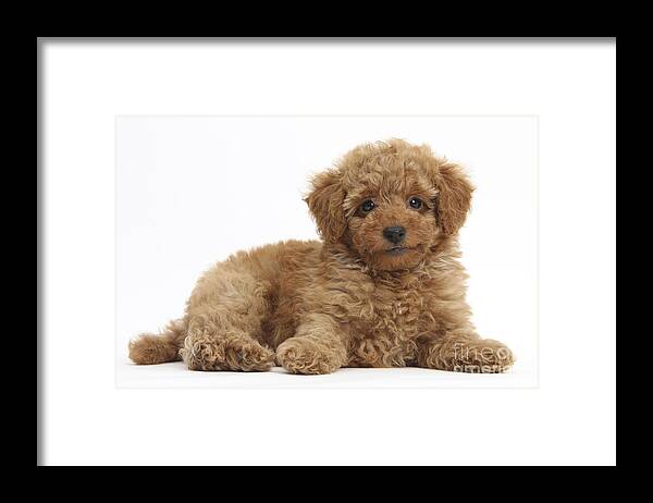 Nature Framed Print featuring the photograph Red Toy Poodle Puppy #1 by Mark Taylor