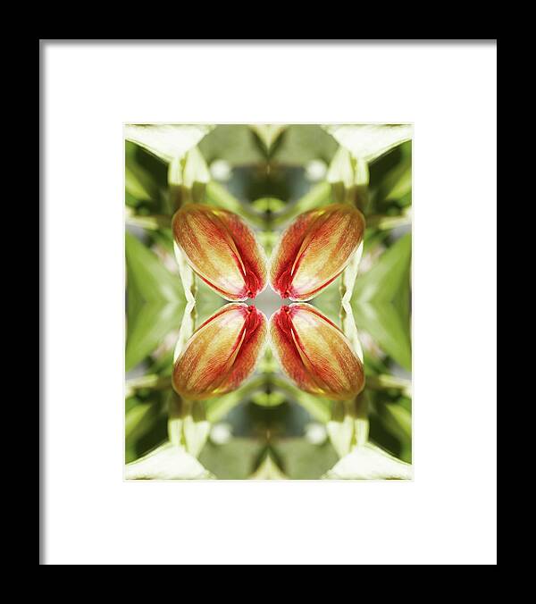 Tranquility Framed Print featuring the photograph Red Tulip #1 by Silvia Otte