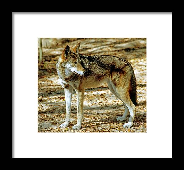 Animal Framed Print featuring the photograph Red Wolf #1 by Millard H. Sharp