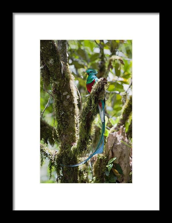 Feb0514 Framed Print featuring the photograph Resplendent Quetzal Male Costa Rica #1 by Konrad Wothe