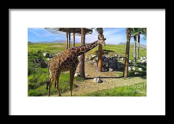 Giraffe Framed Print featuring the photograph Reticulated Giraffe #1 by Chris Tarpening