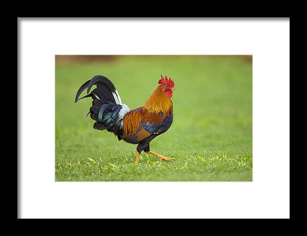 Feb0514 Framed Print featuring the photograph Rooster Kauai Hawaii #1 by Tom Vezo
