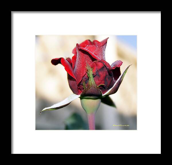  Framed Print featuring the photograph Rose Bud #1 by Richard Morris