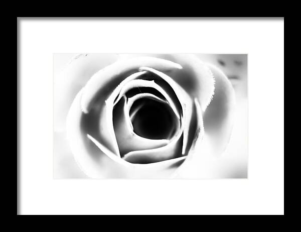 Nature Framed Print featuring the photograph Rose #1 by Carlo Scarpati