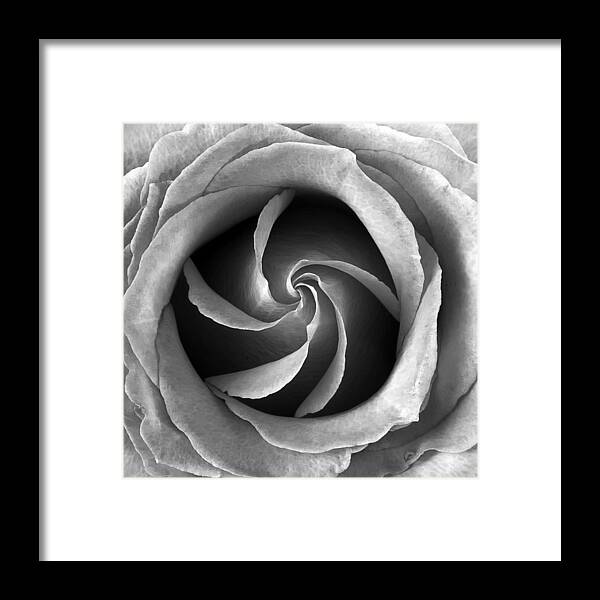 Rose Framed Print featuring the photograph Rose Center by Jim Hughes
