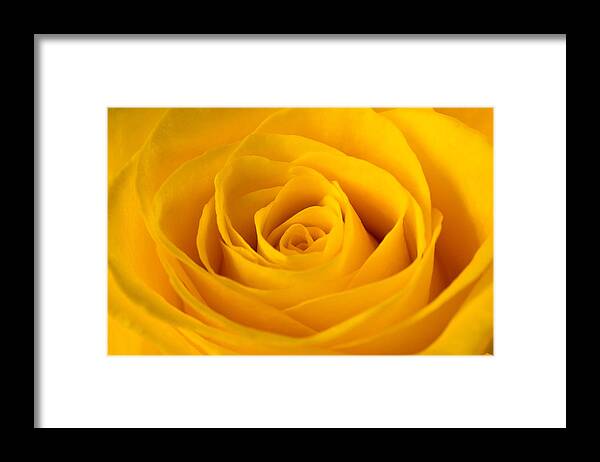 Rose Framed Print featuring the photograph Rose by Scott Carruthers