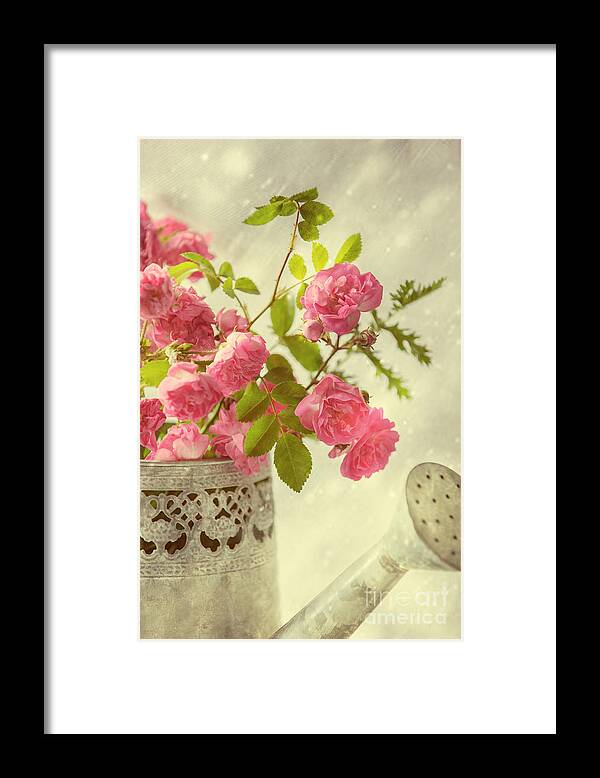 Pink Framed Print featuring the photograph Roses In Watering Can #1 by Amanda Elwell