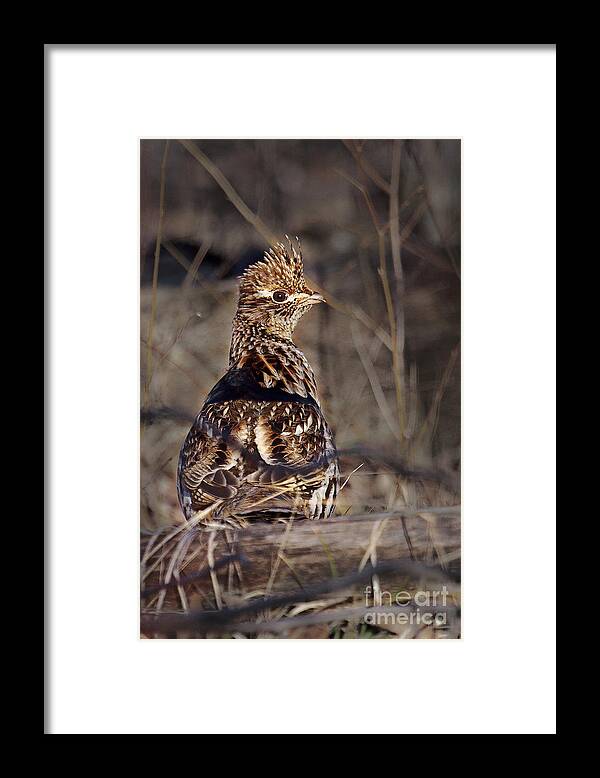Bedford Framed Print featuring the photograph Ruffed Grouse #1 by Ronald Lutz