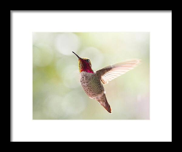 Birds Framed Print featuring the photograph Ballet by Parrish Todd